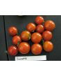 Tomato 'Sweetie'