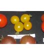 Tomato 'Small Gold Cherry'
