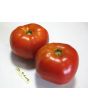 Tomato 'Saint Pierre'