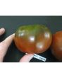 Tomato 'Southern Night'
