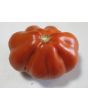 Tomato 'Belmonte'