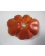 Tomato 'Belmonte'