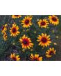 Black-Eyed Susan 'Autumn Colors' 