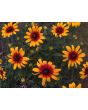 Black-Eyed Susan 'Autumn Colors' 