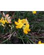 Bird's Foot Trefoil 