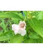 Balsam Impatiens Mix