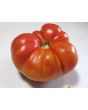 Tomato 'Northern Lights'