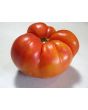 Tomato 'Northern Lights'