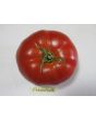 Tomato 'Adventure' Seeds (Certified Organic)
