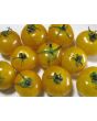Tomato 'Ester Hess Yellow Cherry'