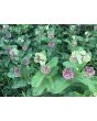 Common Milkweed