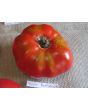 Tomato 'Super Beefsteak'
