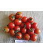 Tomato 'Mexico Midget'