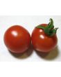 Tomato 'Fox Cherry'