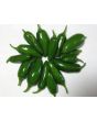 Hot Pepper ‘TAM Jalapeno’ Seeds (Certified Organic)