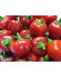Sweet Pepper ‘Mini Red Bell’ Seeds (Certified Organic)