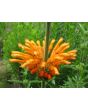 Lion's Ear AKA Devil's Pincushion