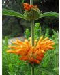 Lion's Ear AKA Devil's Pincushion
