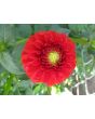 Dahlia, Mixed Colors