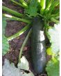 Dark Green Zucchini Summer Squash Plants (4 Pack)