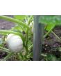 Pumpkin 'Baby Boo' 