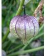 Tomatillo 'Purple'