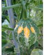 The Ultimate Gourd Seed Mix
