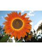 Sunflower 'Autumn Beauty' 