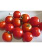 Tomato 'Small Red Cherry'
