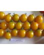 Tomato 'Sweet Gold F2' 
