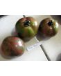 Tomato 'Pink Boar' 
