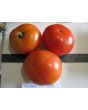 Tomato 'Silvery Fir Tree'