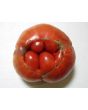 Tomato 'Flathead Monster Pink' Seeds (Certified Organic)