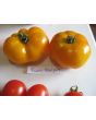 Tomato 'Rumi Banjan'