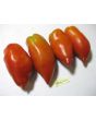 Tomato 'Jersey Giant'
