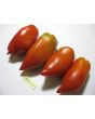 Tomato 'Jersey Giant'