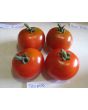 Tomato 'Stupice'