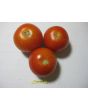 Tomato 'Tomcat F2' Seeds (Certified Organic)