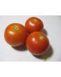Tomato 'Tomcat F2' Seeds (Certified Organic)