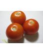 Tomato 'Tomcat F2' Seeds (Certified Organic)