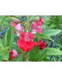 Balsam Impatiens Mix