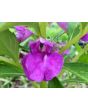 Balsam Impatiens Mix