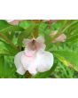Balsam Impatiens Mix