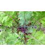 Kale 'Red Winter' Seeds (Certified Organic)