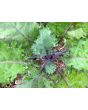 Kale 'Red Winter' Seeds (Certified Organic)