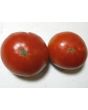 Tomato 'Manitoba'