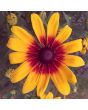 Black-Eyed Susan 'Autumn Colors' 