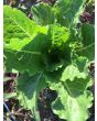 Lettuce ‘Crisp Mint’ AKA ‘Erthel’ 