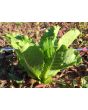 Lettuce ‘Crisp Mint’ AKA ‘Erthel’ 