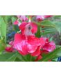 Balsam Impatiens Mix